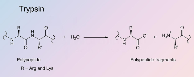 Trypsin, TPCK Treated(胰蛋白酶（TPCK处理）)  