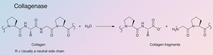 Collagenase, Type 2