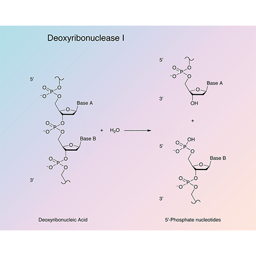 Deoxyribonuclease I（脱氧核糖核酸酶 I  ）